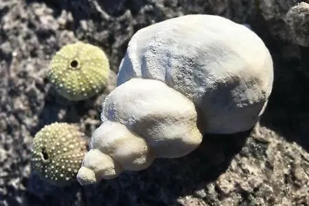 Koselig Hus Naert Havet I Lofoten, * Kabelvåg